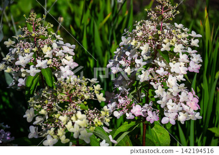 Delicate white and pink hydrangea flowers bloom in a lush garden setting Delicate white and pink hydrangea flowers bloom in a lush garden setting 142194516