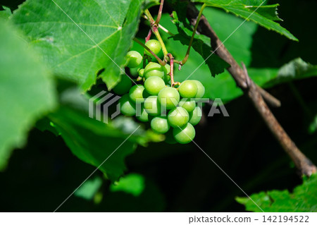 Unripe green grapes cluster hanging from a vine with lush green leaves Unripe green grapes cluster hanging from a vine with lush green leaves 142194522
