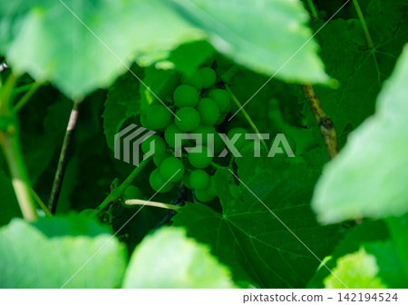 Unripe green grapes cluster hidden amongst lush foliage in sunlight Unripe green grapes cluster hidden amongst lush foliage in sunlight 142194524