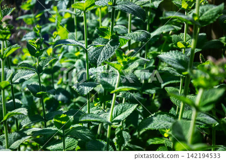 Lush green mint plants growing densely in bright sunlight Lush green mint plants growing densely in bright sunlight 142194533