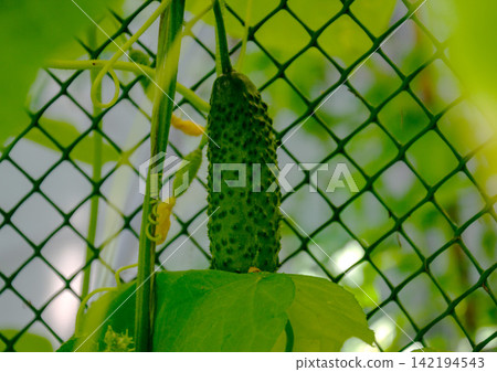 Young cucumber plant growing on a trellis with small fruits and yellow flowers Young cucumber plant growing on a trellis with small fruits and yellow flowers 142194543