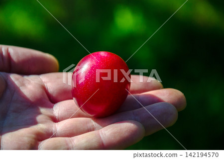 Farmer carefully holds one ripe red plum in his open palm on blurred green background 142194570