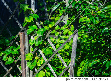 Lush green grape leaves climbing on a weathered wooden garden trellis Lush green grape leaves climbing on a weathered wooden garden trellis 142194571
