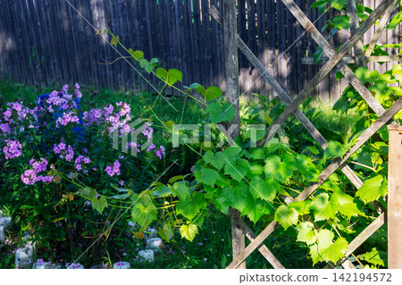 Vibrant green grape leaves climb a rustic wooden trellis in a sunlit garden Vibrant green grape leaves climb a rustic wooden trellis in a sunlit garden 142194572
