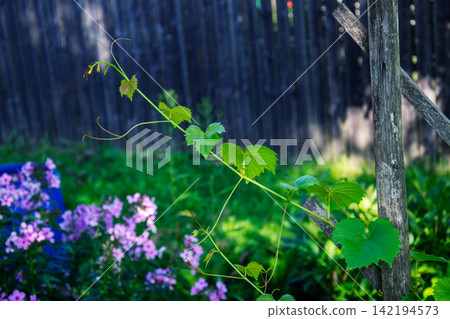 Young grape vine with tendrils growing up a wooden post in a garden Young grape vine with tendrils growing up a wooden post in a garden 142194573
