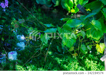 Vibrant green grape leaves unfurling on a vine in a sunlit garden Vibrant green grape leaves unfurling on a vine in a sunlit garden 142194574