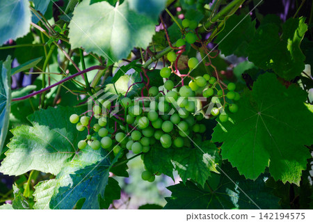 Cluster of unripe green grapes hanging from a vine with lush leaves Cluster of unripe green grapes hanging from a vine with lush leaves 142194575