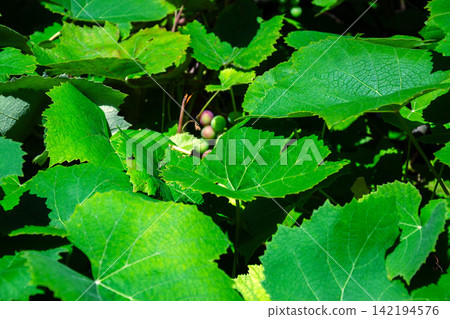 Vibrant green grape leaves with small clusters of unripe fruit peeking through Vibrant green grape leaves with small clusters of unripe fruit peeking through 142194576