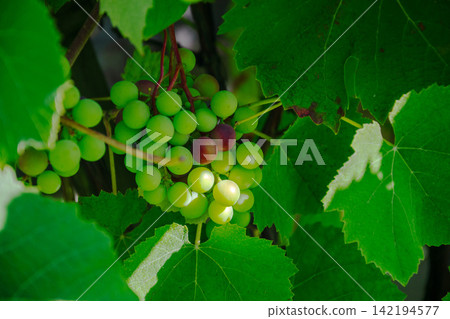 Green grapes growing on the vine surrounded by lush green leaves Green grapes growing on the vine surrounded by lush green leaves 142194577