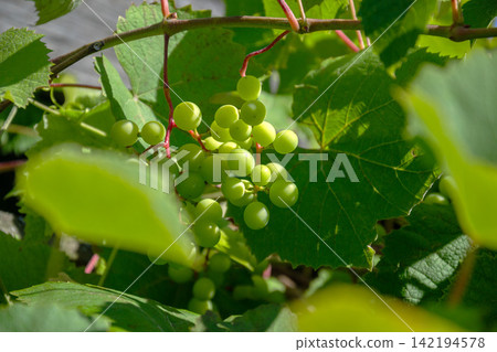 Unripe green grapes cluster hanging from a vine with lush green leaves Unripe green grapes cluster hanging from a vine with lush green leaves 142194578
