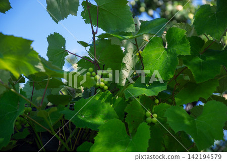 Green unripe grapes growing on a vine with lush green leaves 142194579