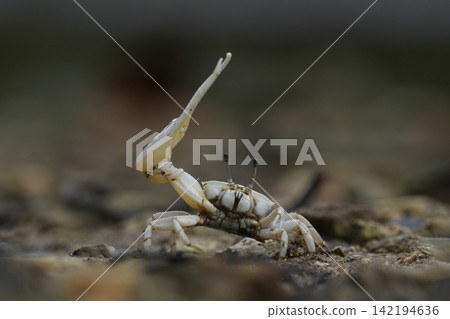 Okinawa white-clawed fiddler crabs in mangroves Okinawa white-clawed fiddler crabs in mangroves 142194636