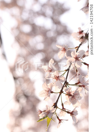 櫻花的風景 櫻花的風景 142194708