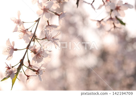 櫻花的風景 櫻花的風景 142194709