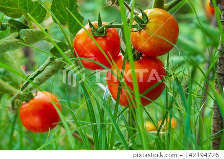 Bright, juicy red tomatoes hang from a bush branch tied to a wooden pole, slightly obscured by long leaves of wild green grass in the foreground. Gardening, organic farming Bright, juicy red tomatoes hang from a bush branch tied to a wooden pole, slightly obscured by long leaves of wild green grass in the foreground. Gardening, organic farming 142194726