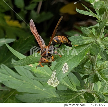 Paper wasp predating Paper wasp predating 142194727