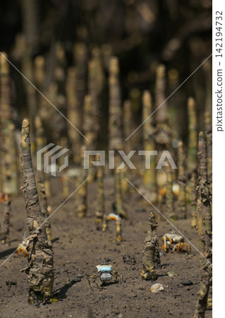 Fiddler crabs in mangroves Fiddler crabs in mangroves 142194732