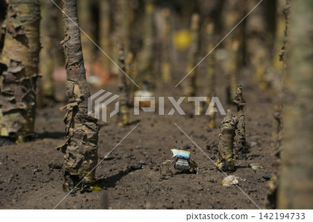 Fiddler crabs in mangroves Fiddler crabs in mangroves 142194733