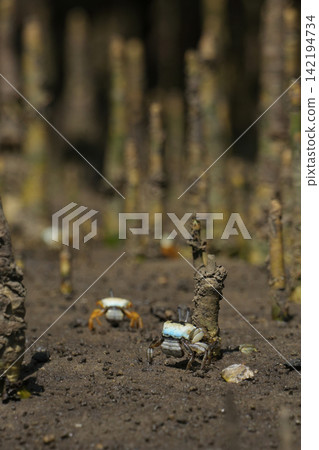 Fiddler crabs in mangroves Fiddler crabs in mangroves 142194734