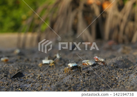 紅樹林中的招潮蟹 紅樹林中的招潮蟹 142194738