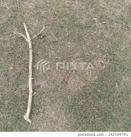 Dry broken wooden stick branch lying on patchy green and brown grass background outdoor nature texture stock photography Dry broken wooden stick branch lying on patchy green and brown grass background outdoor nature texture stock photography 142194791