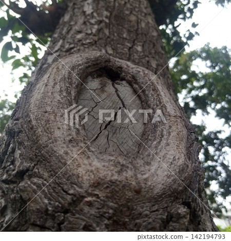 Looking up at a tall tree trunk featuring a large oval shaped knot and cracked wood texture against blurred green leaves 142194793