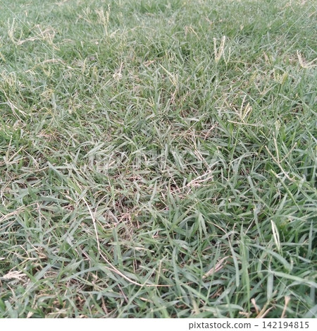Close up detailed texture of a wild overgrown green grass lawn showing individual blades and natural outdoor vegetation Close up detailed texture of a wild overgrown green grass lawn showing individual blades and natural outdoor vegetation 142194815