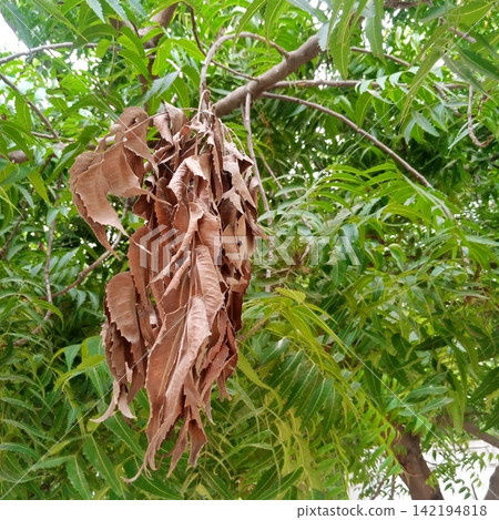 A cluster of dead dry brown leaves hanging stubbornly from a branch surrounded by healthy vibrant green foliage on a tree A cluster of dead dry brown leaves hanging stubbornly from a branch surrounded by healthy vibrant green foliage on a tree 142194818