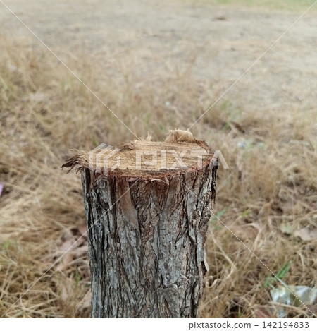 Close up of a short rough cut tree stump with splintered wood edges standing in a field of dry brown withered meadow grass Close up of a short rough cut tree stump with splintered wood edges standing in a field of dry brown withered meadow grass 142194833