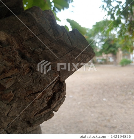 Close up of a large protruding jagged wooden knot on a thick tree trunk with a softly blurred park path in the background Close up of a large protruding jagged wooden knot on a thick tree trunk with a softly blurred park path in the background 142194836