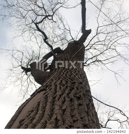 Low angle shot looking straight up a tall thick tree trunk with deeply textured bark toward bare winter branches and sky Low angle shot looking straight up a tall thick tree trunk with deeply textured bark toward bare winter branches and sky 142194842