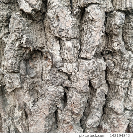 Extreme macro texture of deeply grooved rough and jagged grey tree bark showing intricate natural patterns and deep shadows Extreme macro texture of deeply grooved rough and jagged grey tree bark showing intricate natural patterns and deep shadows 142194843