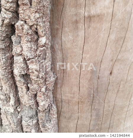 Split texture background showing a sharp contrast between rough peeling outer grey tree bark and smooth inner brown wood 142194844