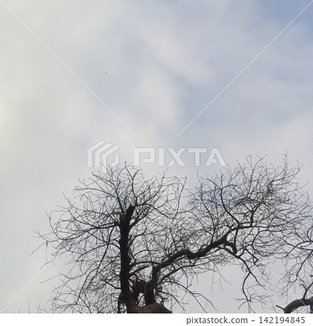 Silhouetted bare leafless branches of a tall dormant tree reaching up into a soft cloudy overcast sky during winter time Silhouetted bare leafless branches of a tall dormant tree reaching up into a soft cloudy overcast sky during winter time 142194845