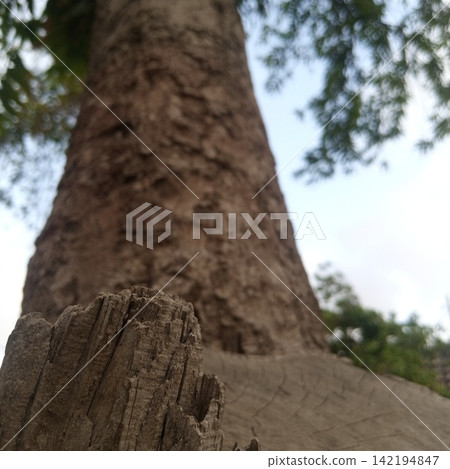 Low angle perspective from a splintered tree stump looking up towards a tall blurred tree trunk and green leaves in park Low angle perspective from a splintered tree stump looking up towards a tall blurred tree trunk and green leaves in park 142194847