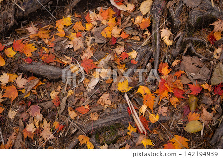 Carpet of fallen leaves Carpet of fallen leaves 142194939