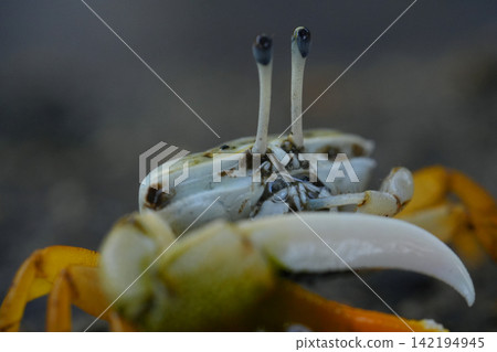 紅樹林招潮蟹 紅樹林招潮蟹 142194945
