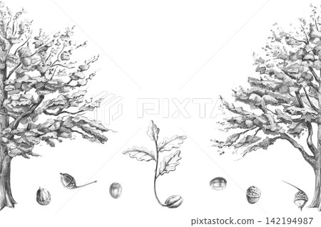 A pencil drawing of an old oak tree, a young sprout, and acorns in a seamless border. Illustration for books, postcards, eco-parks, branding, craft beer label designs, and eco-hotel logos. 142194987