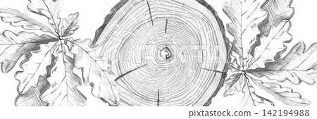 A pencil drawing of an oak tree cross-section, decorated with oak leaves, in a rectangular frame. Suitable for website banners, design, creating textures for natural cosmetics, decorating gift boxes. 142194988