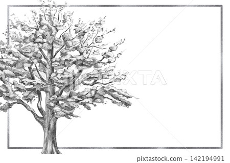 A pencil drawing of an old oak tree with a spreading crown in a rectangular frame. The illustration is suitable for books, postcards, eco-parks, branding, craft beer label designs, eco-hotel logos. 142194991