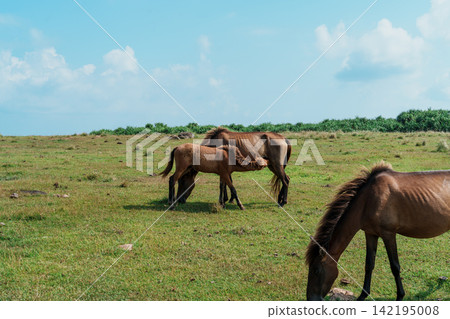 與那國島的馬正在吃東西 與那國島的馬正在吃東西 142195008