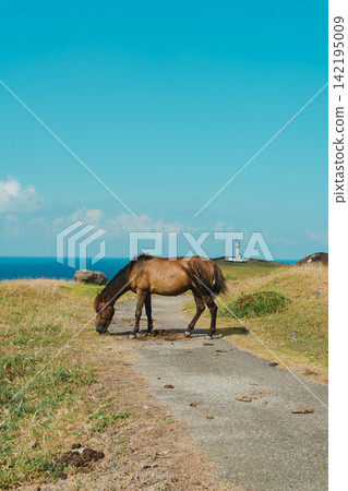 與那國島沿海的與那國馬 與那國島沿海的與那國馬 142195009