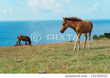 與那國島沿海的與那國馬 與那國島沿海的與那國馬 142195010