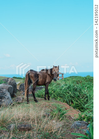 與那國島的馬兒在海岸邊吃草 與那國島的馬兒在海岸邊吃草 142195012
