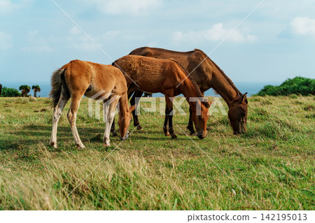 一群與那國島馬在與那國島上悠閒地吃草。 一群與那國島馬在與那國島上悠閒地吃草。 142195013