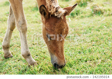一匹與那國島馬駒正在吃草 一匹與那國島馬駒正在吃草 142195014