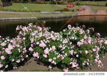盛開的玫瑰 玫瑰 東澤玫瑰公園 142195099