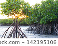 Mangrove landscape 142195106