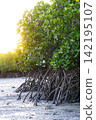 Mangrove landscape 142195107