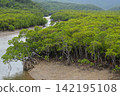 Mangrove landscape 142195108